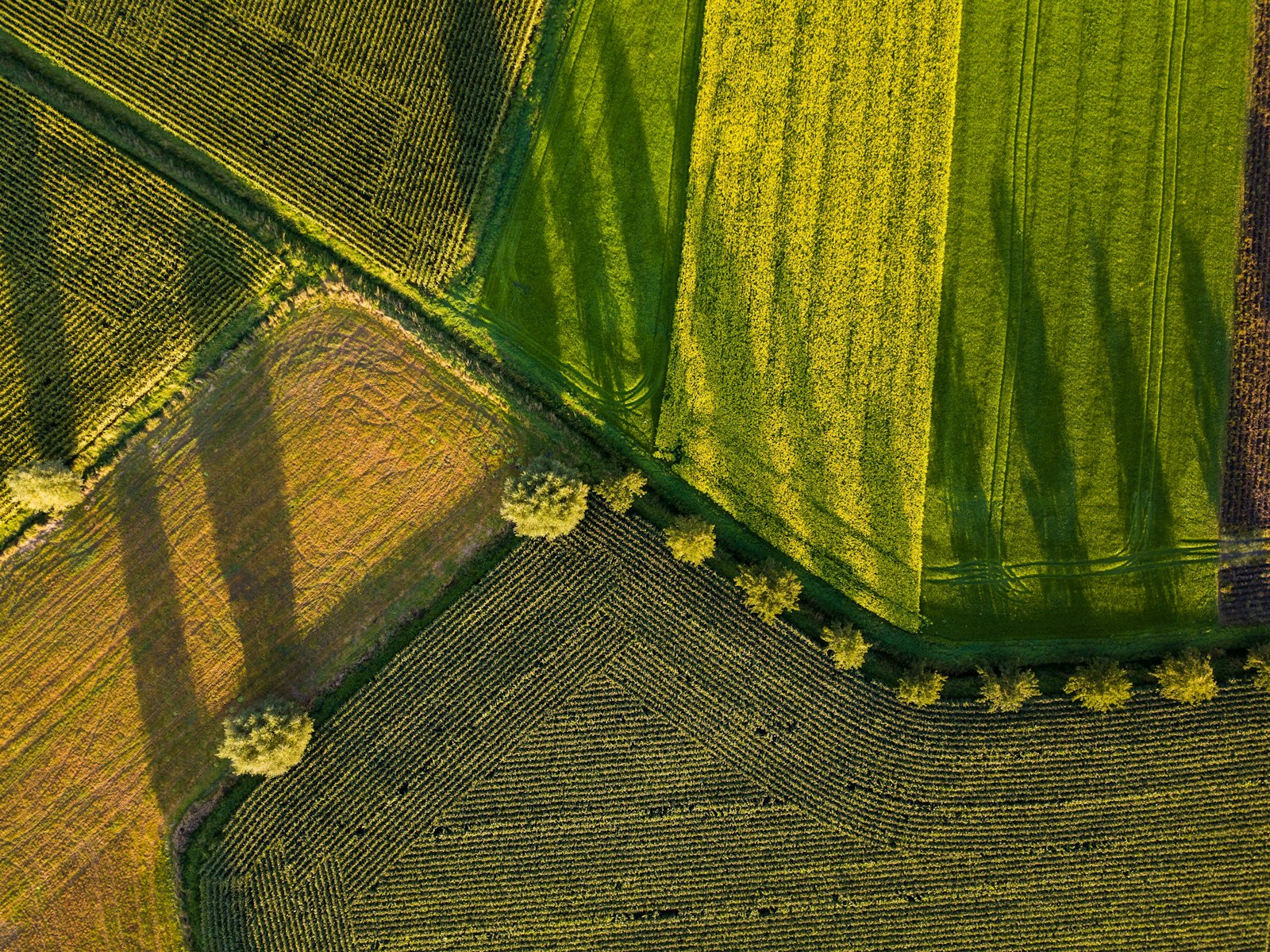 Aerial view of patchwork agricultural fields
